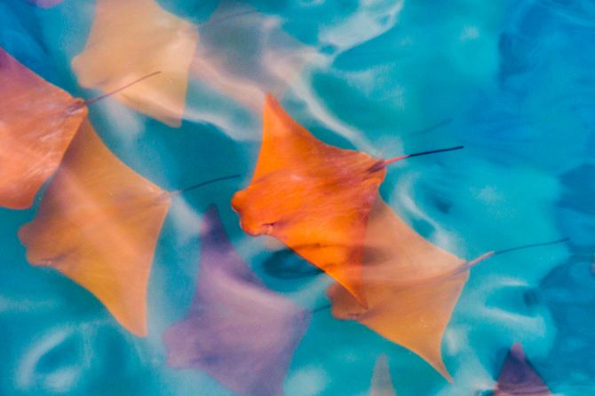 The Galapagos, Ecuador: Cownose rays swim under a pier in the Galapagos Islands.