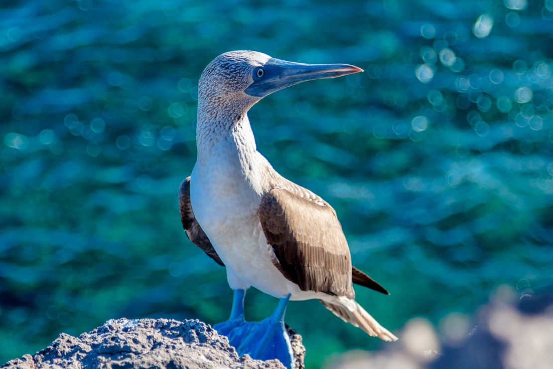 The Galapagos draws visitors with its amazing diversity of wildlife -- including the blue-footed boobie.