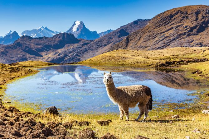 Lares region, Peru: This alpaca in the Andes was photographed in the Lares region of Peru.