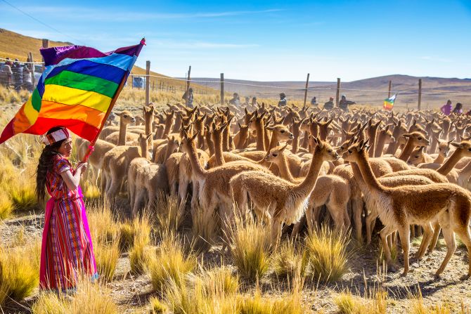 Chacu festival, Peru: The pair attended the annual Chacu festival in Peru during which wild vicuna are rounded up to be sheared.